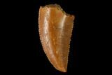 Serrated, Raptor Tooth - Real Dinosaur Tooth #163850-1